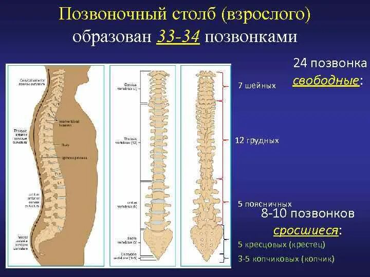 Позвоночный столб. Сегменты позвоночника. Свободные позвонки позвоночного столба. Позвоночный столб образован.