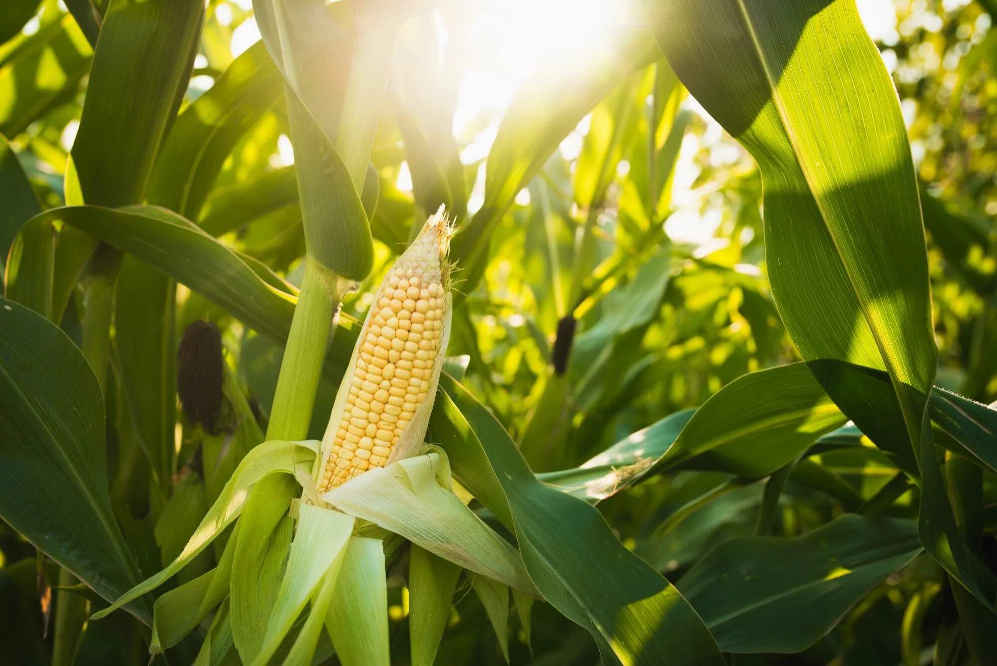 Кукуруза - Zea Mays l.. Кукуруза сахарная растение. Кукуруза сахарный початок. Початки кукурузы древних сортов. Corn кукуруза