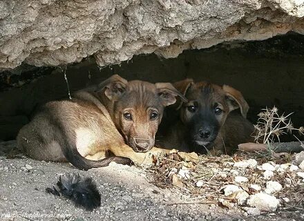 Животные севастополя