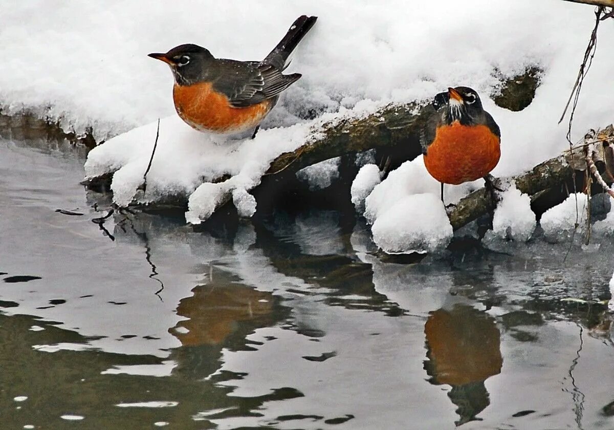 Птица растаяла. Зима птицы. Птицы ранней весной. Птички зимой. Снегири зимой.