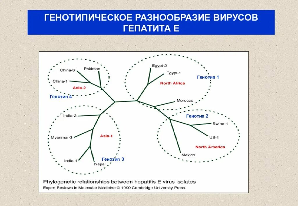 Генотипы вируса гепатита е. Патогенез гепатита е. Генотипическое разнообразие вируса гепатита в. Патогенез вирусного гепатита в.