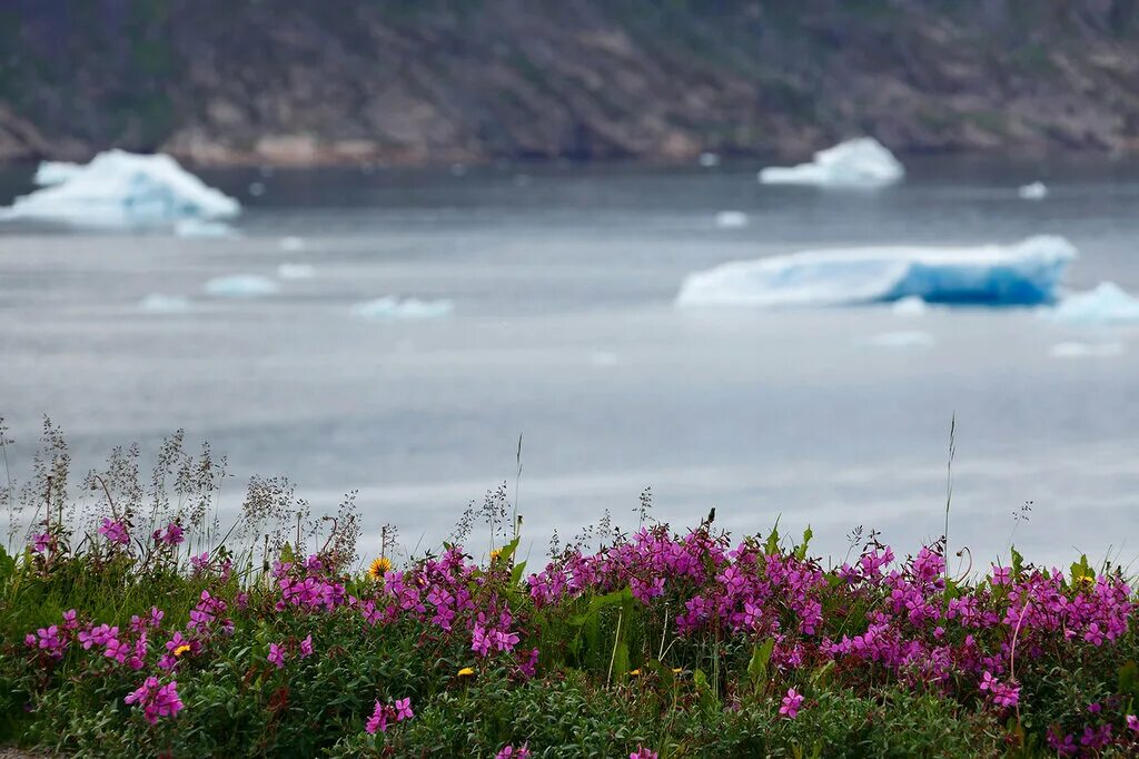 колобантус в антарктиде. антарктический луговик в антарктиде. камнеломка в арктике. растения арктики и антарктики. смолёвка бесстебельная mount snowdon.