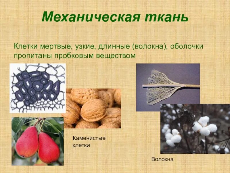 Механическая ткань растений ЕГЭ. Механическая ткань. Волокна механической ткани. Клетки механической ткани.