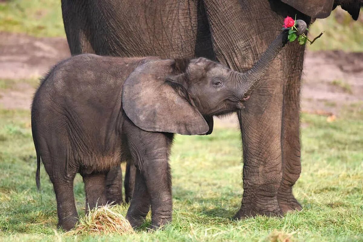 Маленький Слоник. Счастливый Слоненок. Слоненок с мячиком. Happy Baby слон. Elephant present