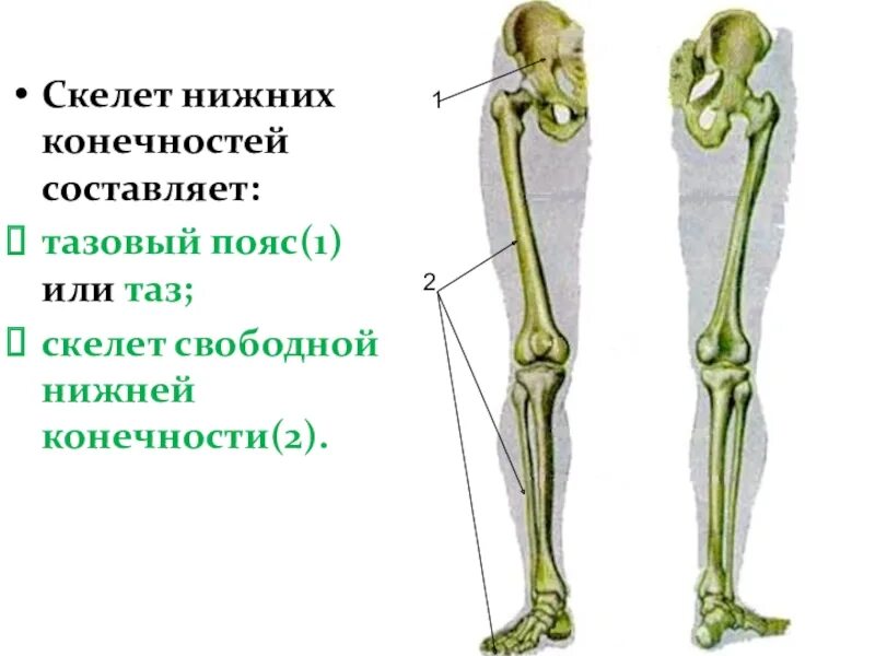 Скелет свободных конечностей отделы. Скелет нижней конечности человека 8 класс биология. Скелет пояса нижних конечностей тазовый пояс. Скелет свободной нижней конечности. Отделы скелета свободной нижней конечности.