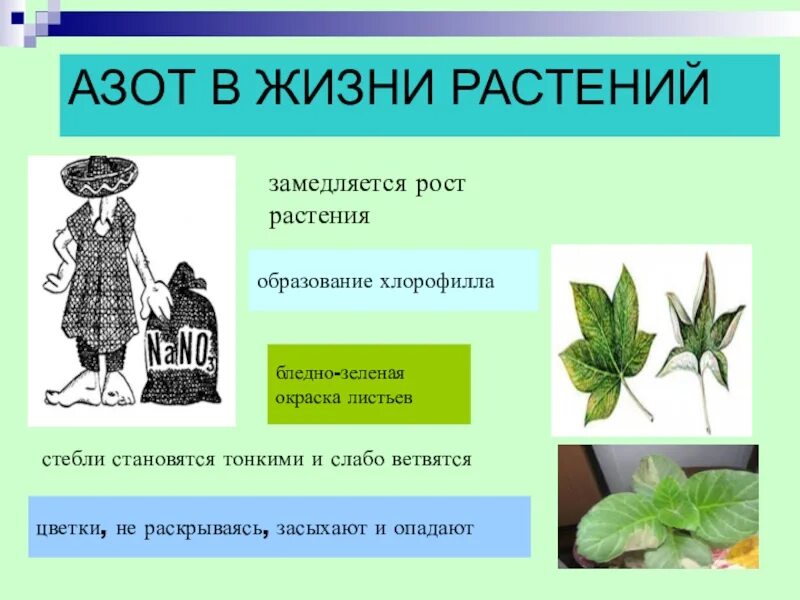 Азот необходим живым. Роль азота для растений. Функции азота в растениях. Значение азота в жизни растений. Азот для растений значение.