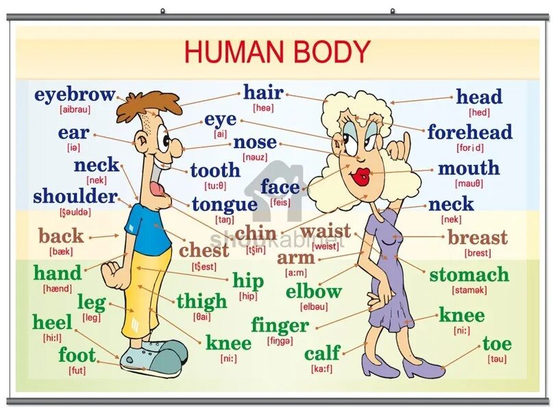 This body is mine. Human body на английском. Body английский для детей. Тема Parts of the body. My body английский язык.