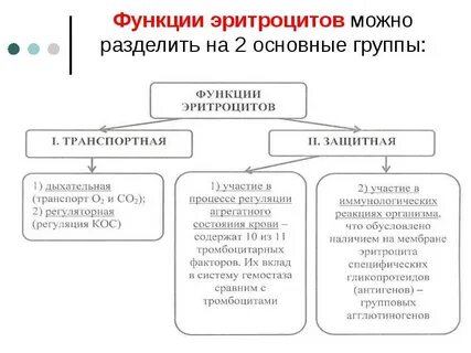 Транспортная функция эритроцитов