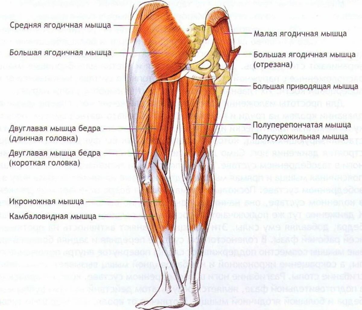 Мышцы задней поверхности бедра анатомия. Мышцы бедер и ягодиц анатомия. Анатомия задних мышц ног. Мышцы задней поверхности бедра и голени. Место ниже бедра