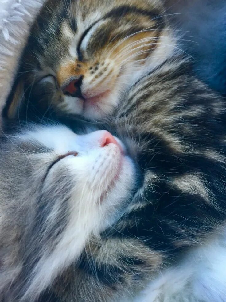Кошечки любовь. Котейки обнимаются. Кошки любовь. Котики обнимашки. Котята в обнимку.