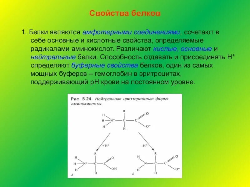 Кислотные белки