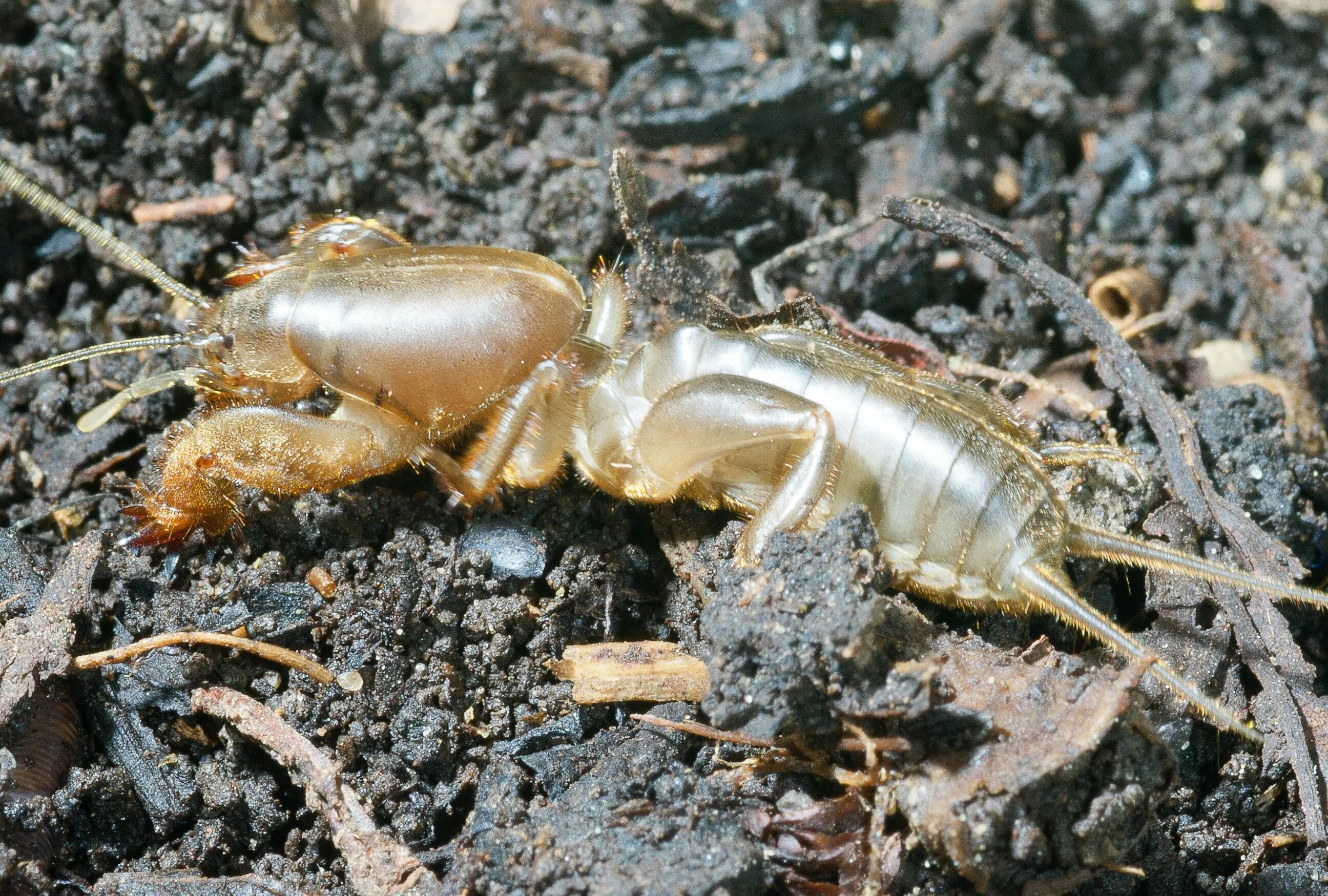 Паук медведка. Медведка насекомое. Henicus monstrosus. Креветка медведка. Черви медведки