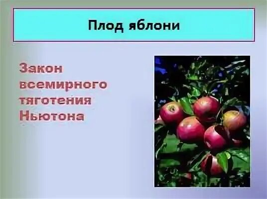 Тип плода яблони. Тип плода яблони. Плод яблоко. Японская яблоня плоды. Плод яблочко.