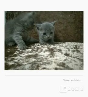 Псков котята в добрые