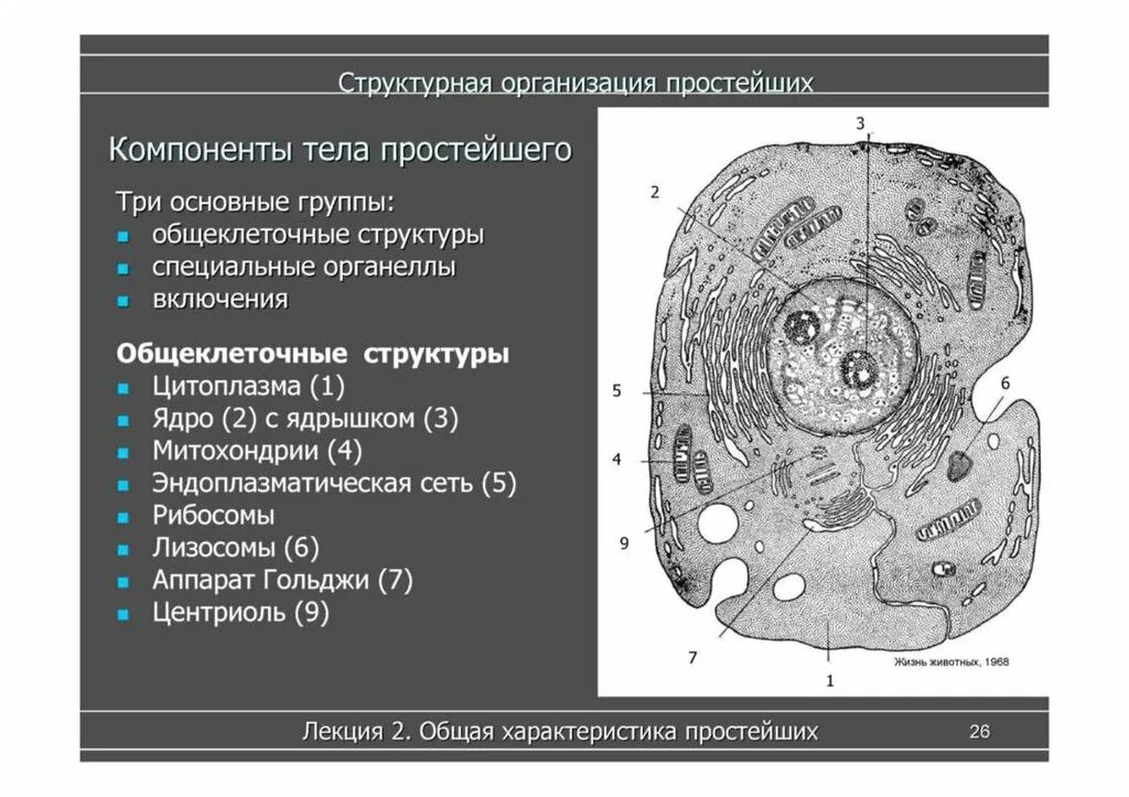 Структурная организация организмов. Структурная организация тела животных. Органеллы общеклеточного значения. Общеклеточные структуры клетки. Компоненты тела.