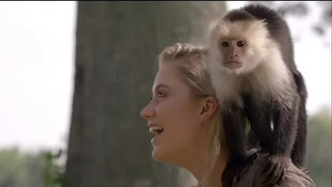 Fly monkey