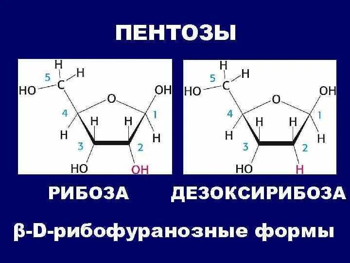 Название рибоза. Пентоза рибоза и дезоксирибоза. Пентоза рибоза. Рибоза биохимия строение. Дезоксирибоза альдегидная форма.