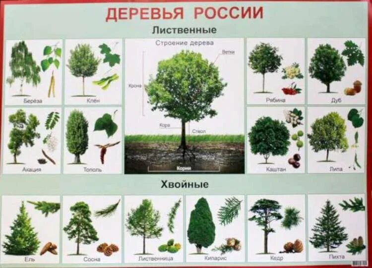 Лиственные и хвойные деревья для дошкольников. Лиственные деревья для детей названия. Лиственные деревья России. Деревья для детей дошкольного возраста.