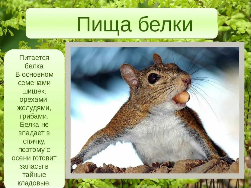 Пищевой белок. Белок питание для спортсменов. Важность белков в питании. Белок где содержится в продуктах таблица. Продукты по содержанию белка жиров и углеводов.