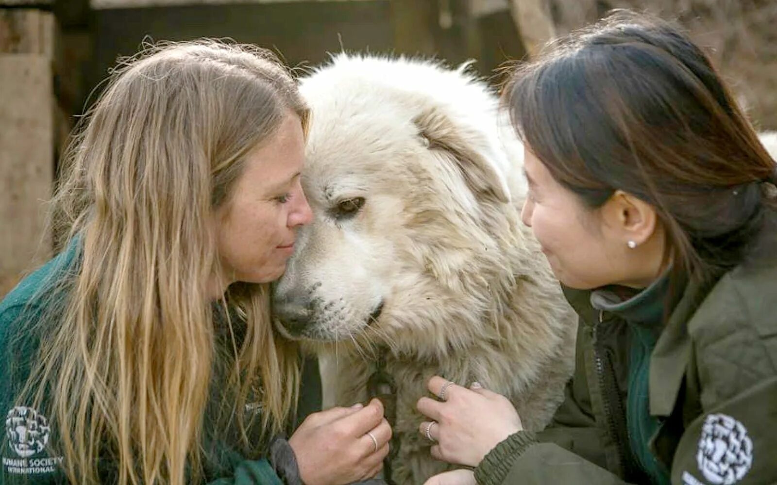 Human society. Фото волонтеров с животными. Humane Society International Photography. Волонтеры и животные Карелии. Caucasian Dog.