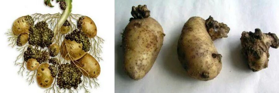 Для предотвращения грибковых заболеваний клубни. Головня картофеля Thecaphora solani. Раковые болезни картофеля.