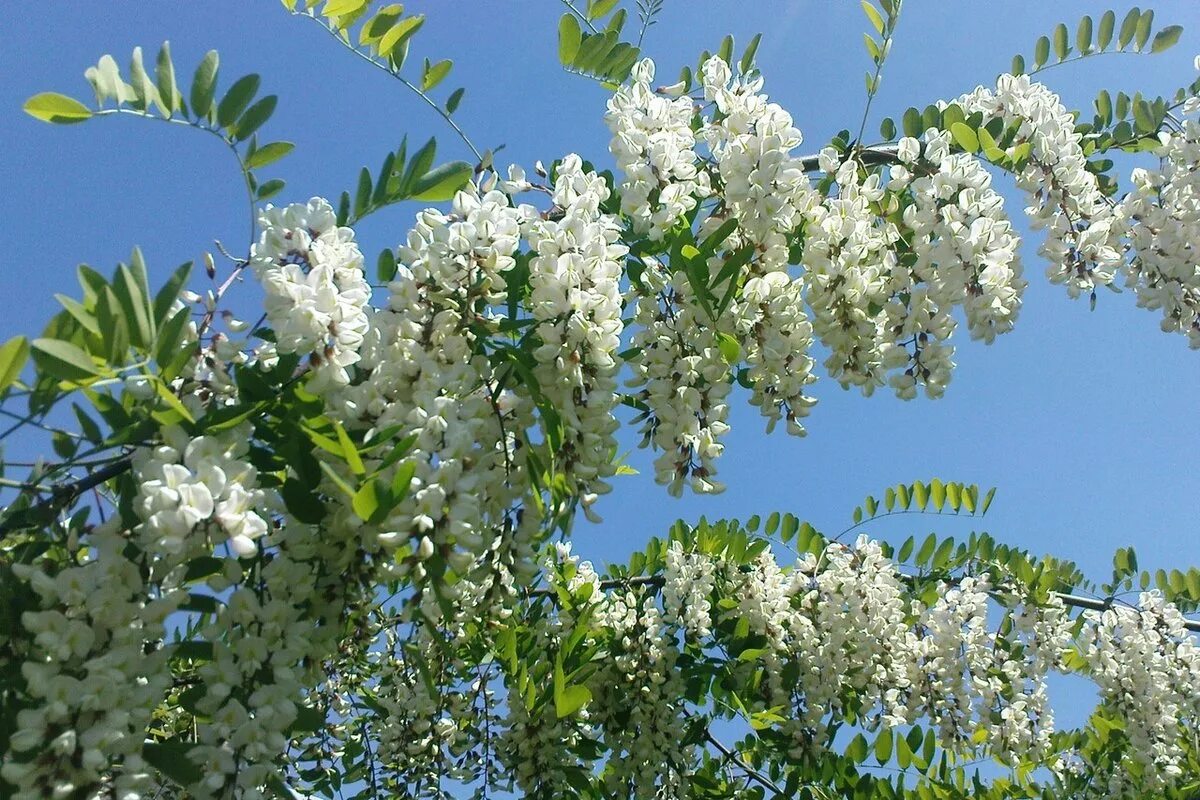 Акаци вый. Акация белая (Робиния). Белая Акация (Робиния псевдоакация). Робиния Лжеакация цветение. Акация белая (Робиния псевдоакация) (Robínia pseudoacácia).