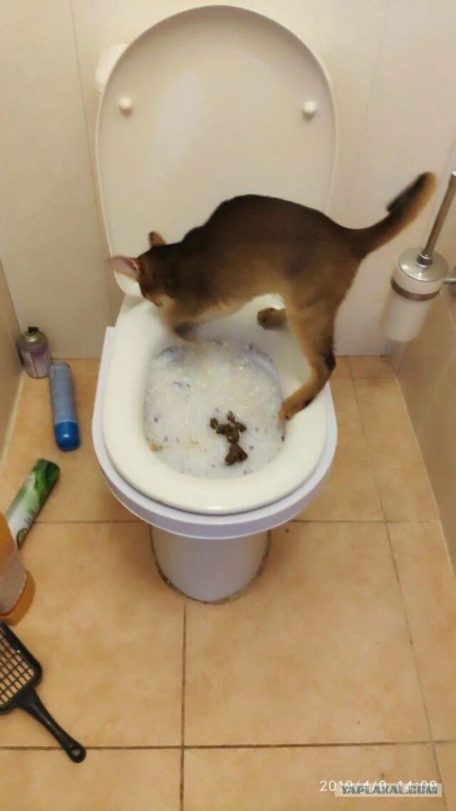 Сегодня какал тужился. Кот в туалете. Кот какает. Кошка ходит в унитаз. Кот какает в унитаз.