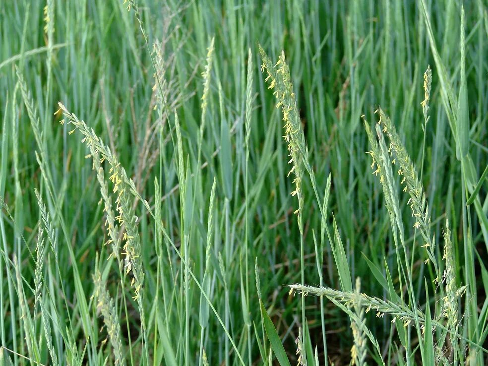 Как выглядит сорняк. Трава пырей ползучий. Пырей ползучий Agropyron repens. Пырей ползучий (Elytrigia repens). Пырей Луговой.