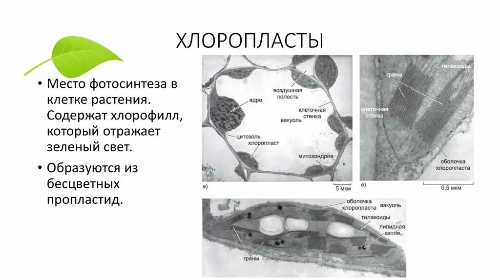 Хлоропласты в клетках листьев крупные. Хлорофилл в хлоропластах растительных клеток. Хлоропласты в растительной клетке микрофотография. Электронная микрофотография хлоропласта. Вакуоль растительной клетки микрофото.