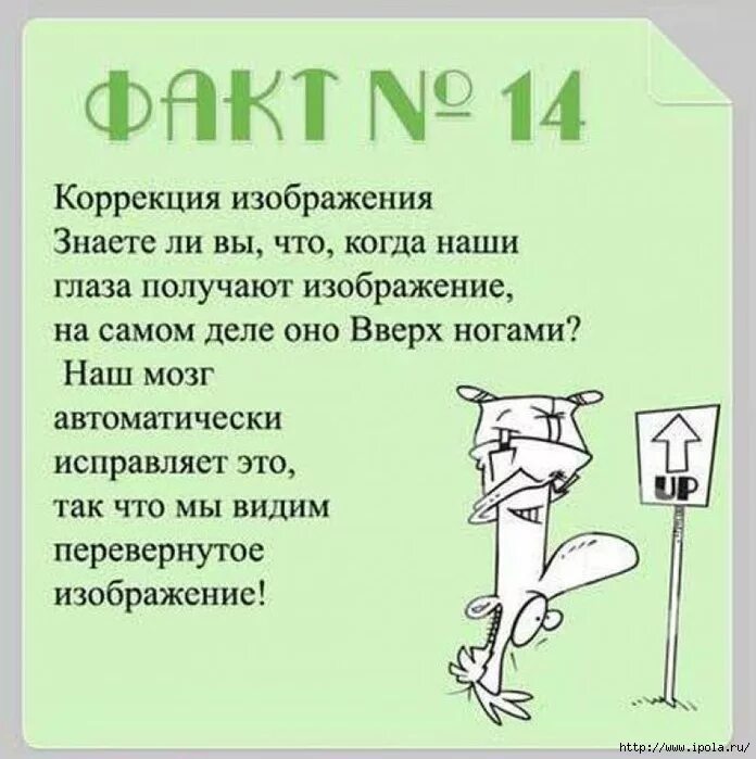 Факты о головном мозге. Интересные факты о мозге человека. Занимательный факты о мозге. Интересные факты о человеческом мозге.