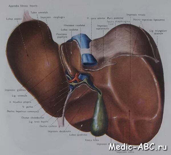 В ворота печени входят. Висцеральная поверхность печени анатомия. Диафрагмальная поверхность печени анатомия. Связки печени на висцеральной поверхности. Борозды печени на висцеральной поверхности.