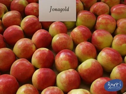 Яблоня джонаголд описание сорта фото