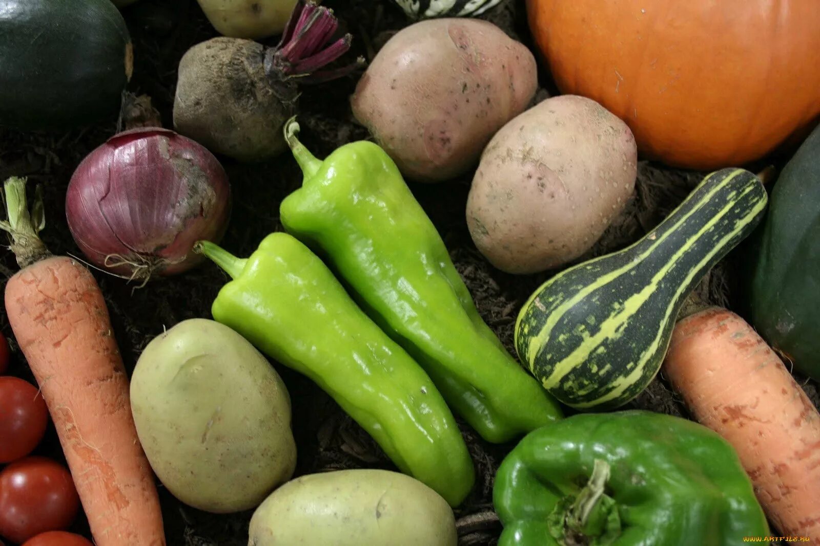 Овощи. Овощи фото. Овощь или овощ. Много овощи, один овощь.