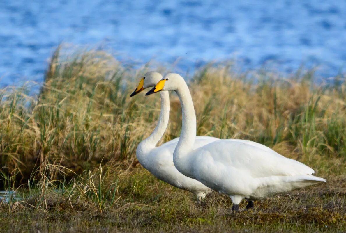 малый лебедь cygnus bewickii yarrell. малом лебеде. малый лебедь (cygnus bewickii). малый лебедь тундровый лебедь. большой арктический заповедник тундровый лебедь.