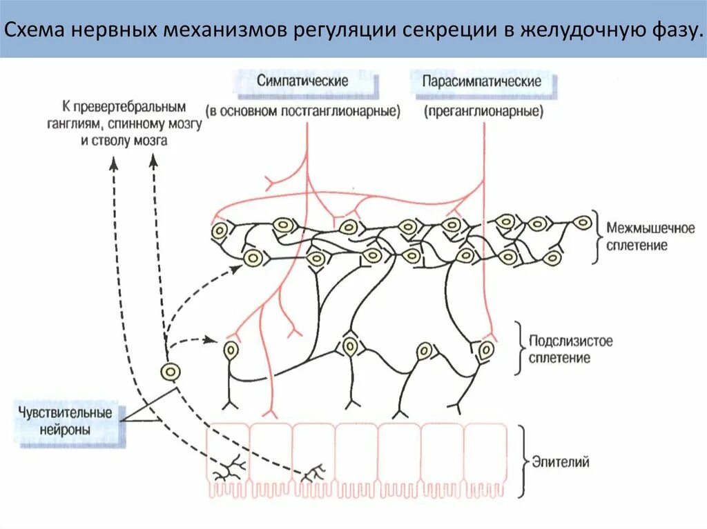 Схема нервной регуляции