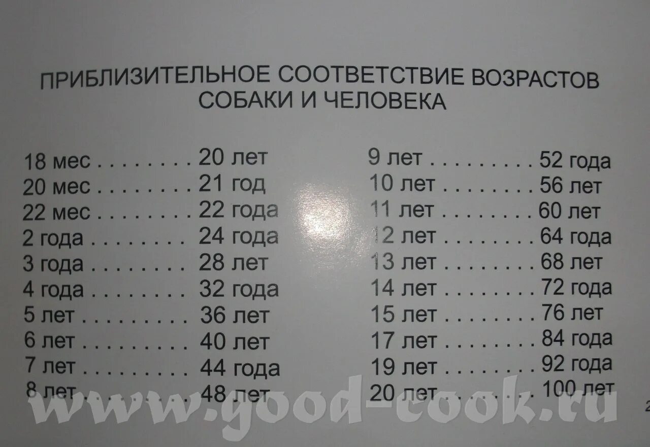 13 собачьих лет в человеческих. Года собаки по человеческим. Соответствие возраста собаки возрасту человека. 17 Лет собачьих по человеческим. Собачий Возраст по человеческим.