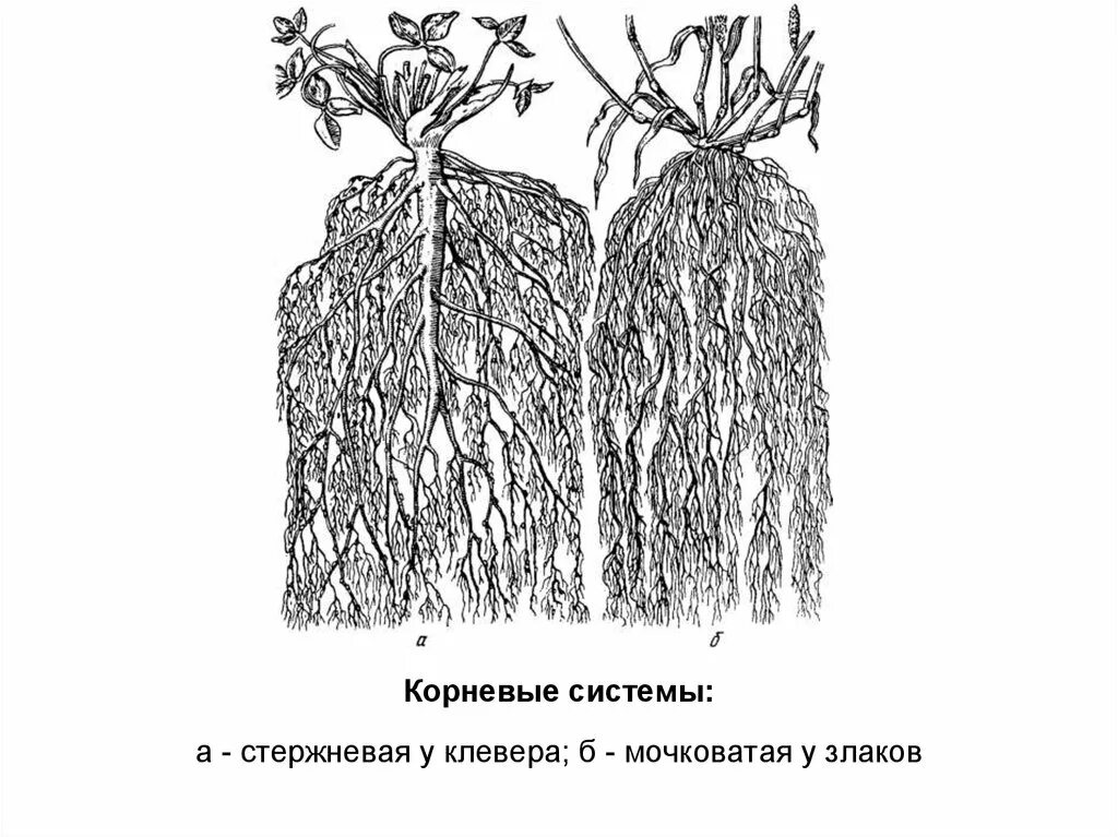 Клевер белый ползучий Тип корневой системы. Клевер Луговой корневая система. Клевер ползучий корневая система. Тип корневой системы у клевера. Свойства белого корня