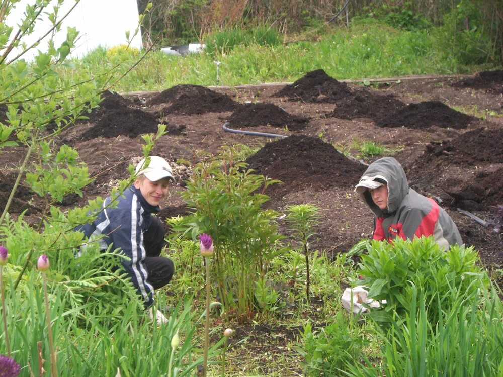 питомник растений пермь. белоостров питомник растений. саженцы яблони окс. питомник цветов. питомник растений в перми красная гвоздика.