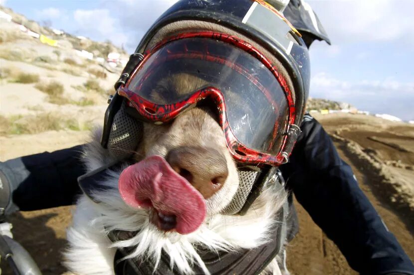 собака экстрим. экстремальные гонки с собаками крым. шлем для собаки на мотоцикле. собачий сёрфинг. собака экстрим.