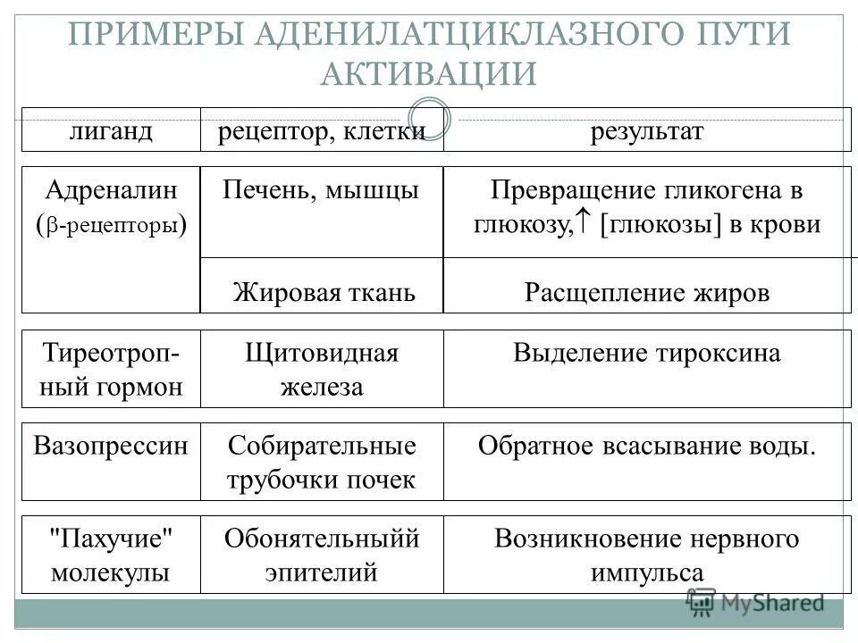 Какую функцию ы. Адреналин ткани и органы мишени. Клетки органы мишени адреналина. Адреналин клетки мишени. Действие адреналина на клетки-мишени приводит:.