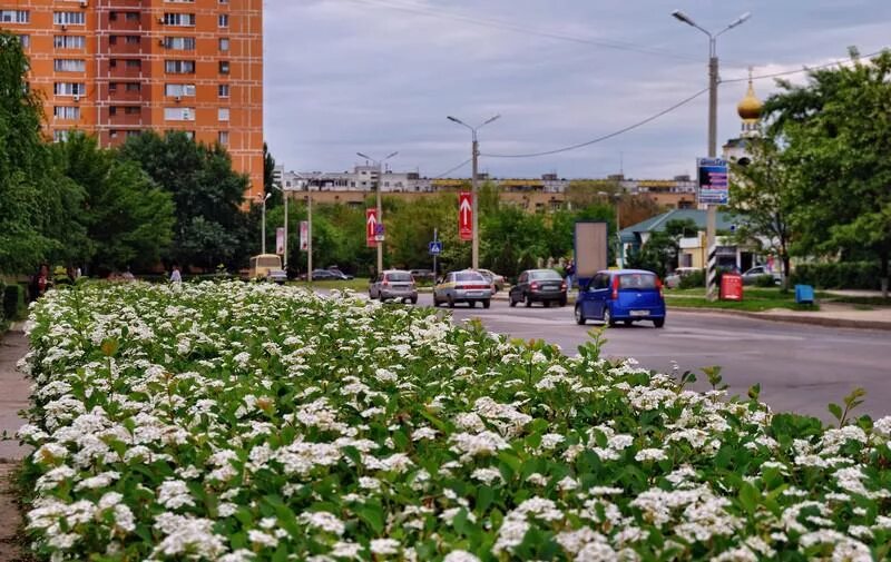 Волгодонск набережная. Цветы города удачный. Город волгодонск весенняя. Весенняя улица волгодонск. Весенняя 40 волгодонск.
