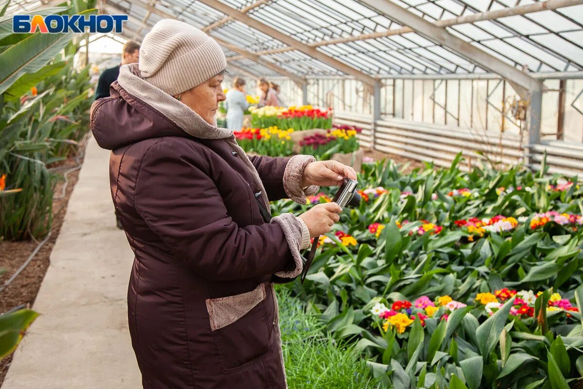 Выставка первоцветов. Выставка первоцветов Волжский. Первоцветы на ВДНХ. Выставка первоцветов в Волжском 2024. Выставка первоцветов в Ботаническом саду в Москве 2024.