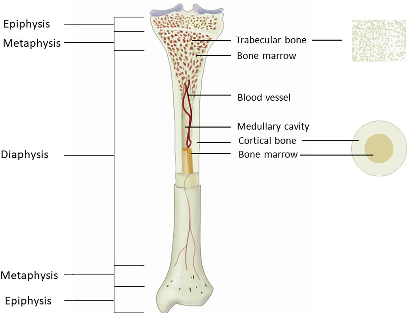 Layers bone. Cortical bone. long bone. tubular bone structure. trabecular bone structure.