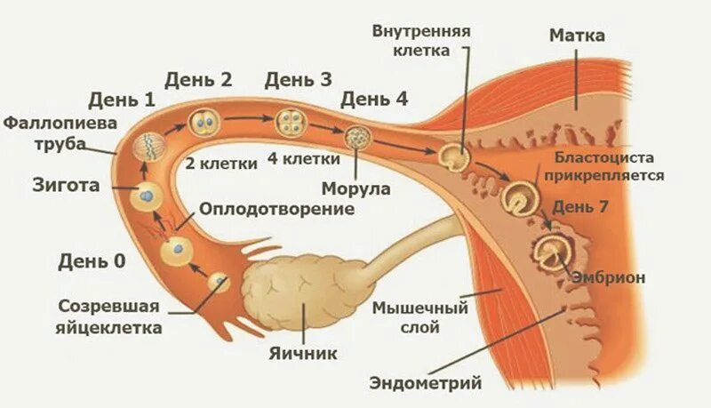 Больно Ли Во Время Первого Секса
