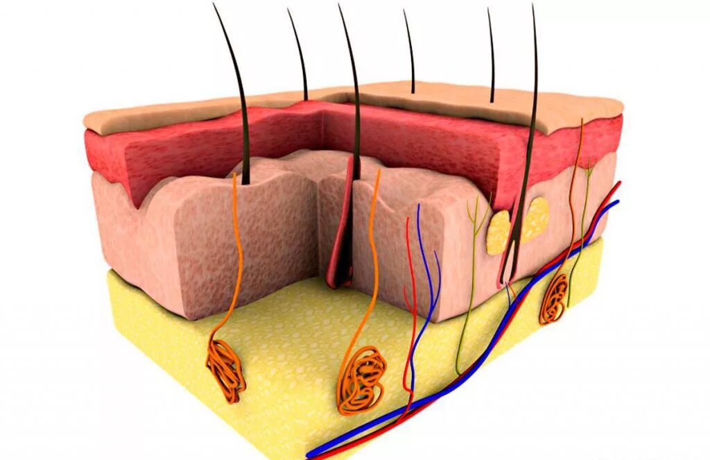 Слои кожи и придатки кожи. Кожа в разрезе. Кожа человеческая.