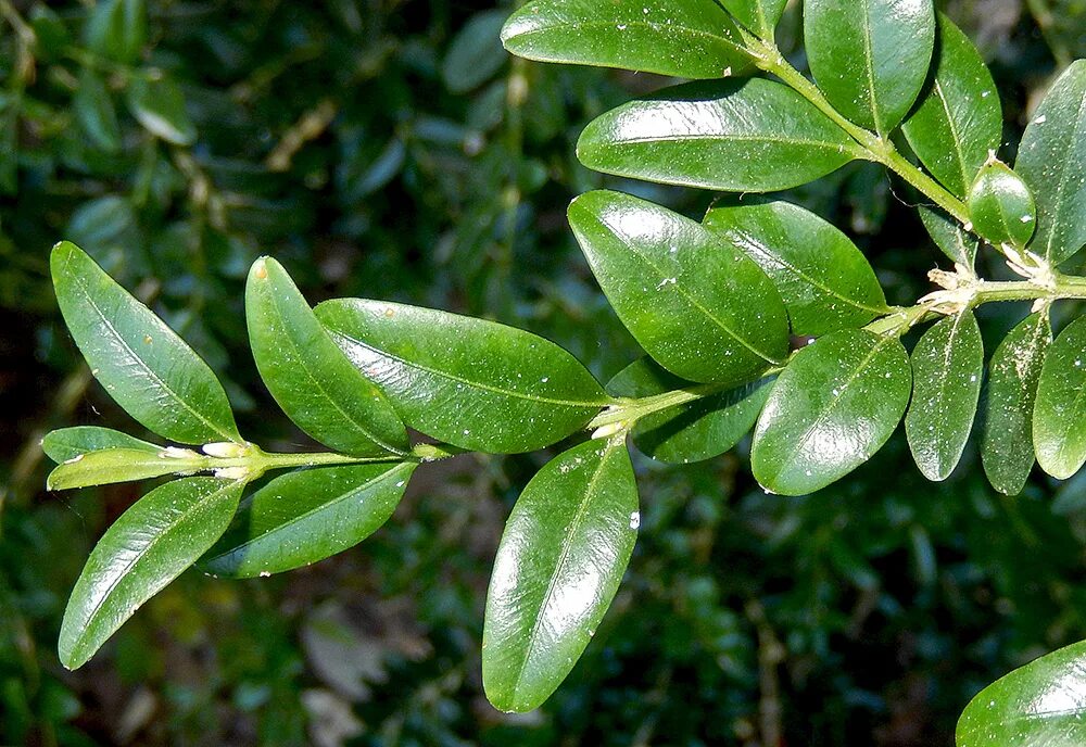 Валюта вечнозеленый. Самшит — Buxus colchica. Самшит колхидский дерево. Самшит колхидский куст. Самшит колхидский реликтовое.