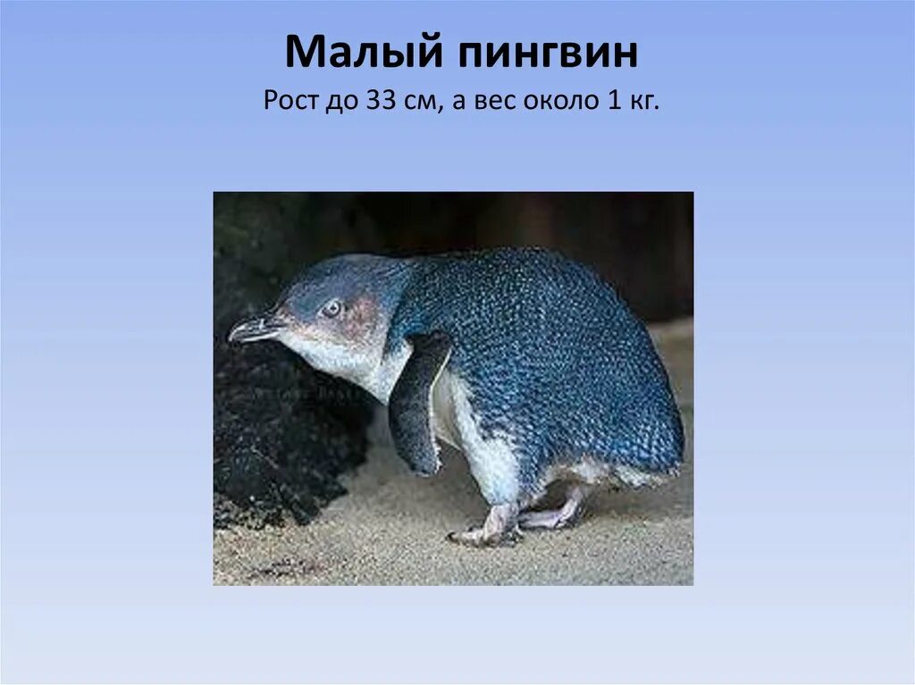 Тип развития субантарктического пингвина. Малый пингвин рост. вес пингвина. белокрылый пингвин. пингвин рост и вес.