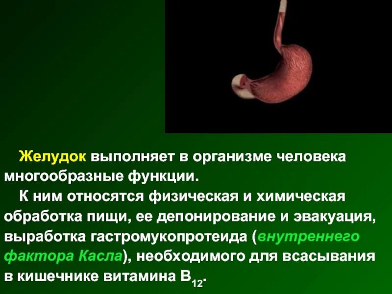 Желудок в организме человека