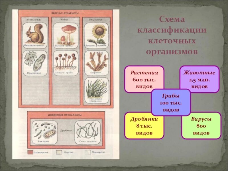 Классификация клеточных организмов. Схема классификации организмов. Схема систематики организмов. Клеточные систематика.