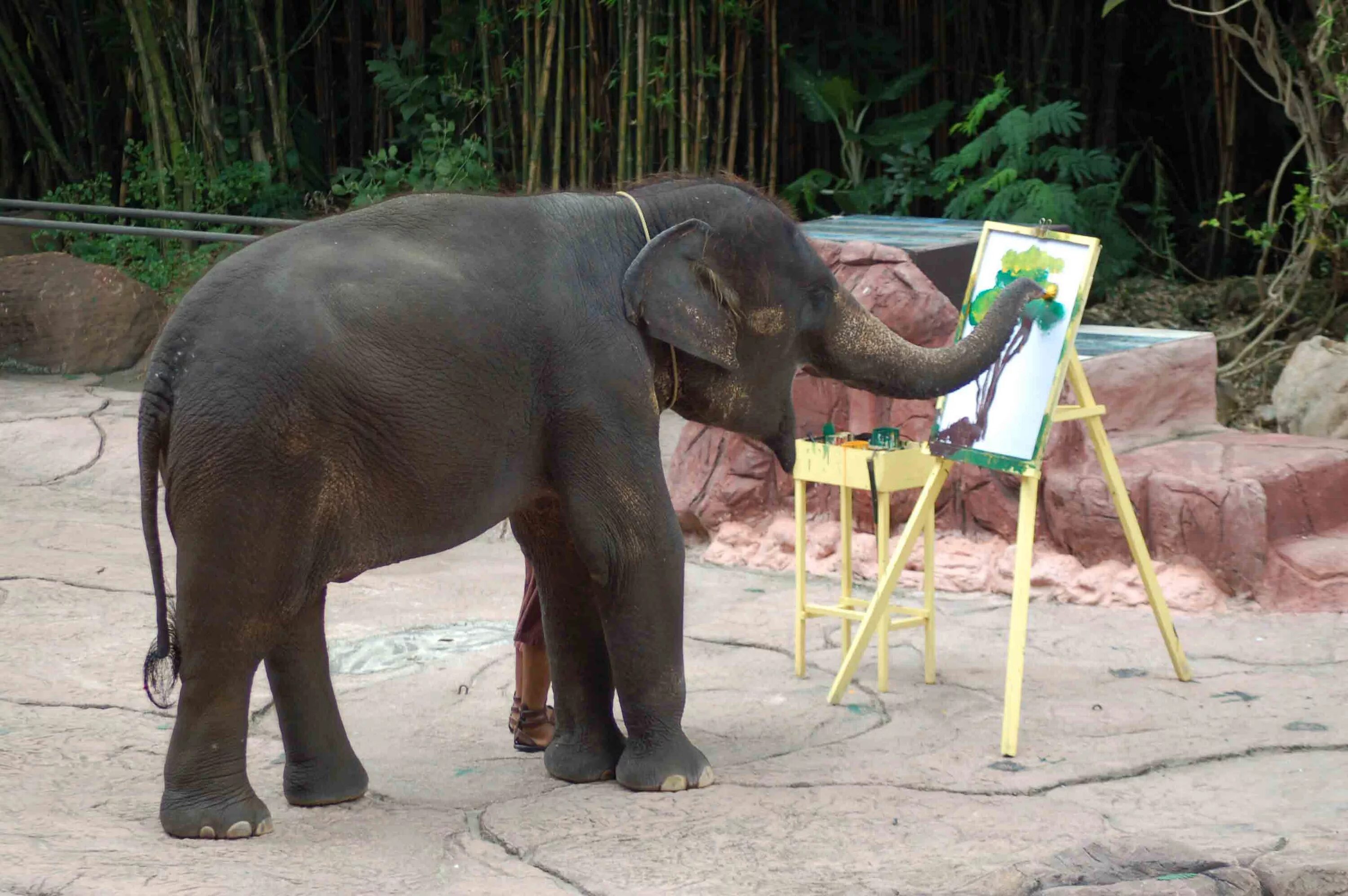 Elephant перевод. Индийский слон. Азиатский слон. О слонах. Хобот индийского слона.